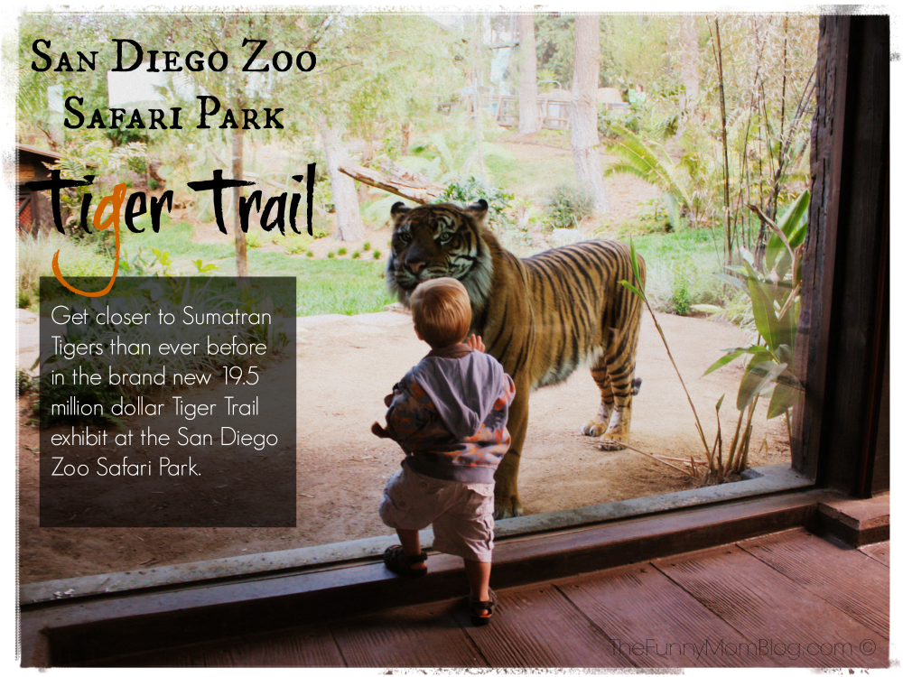 Tiger Trail Habitat at the San Diego Zoo Safari Park - The 